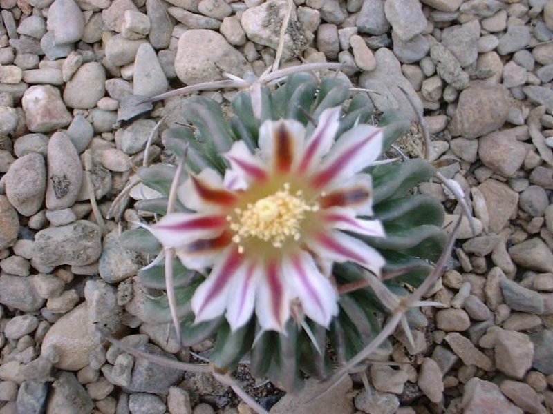 echinofossulocactus (5).JPG